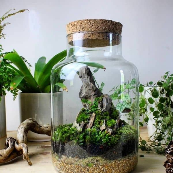 moss terrarium