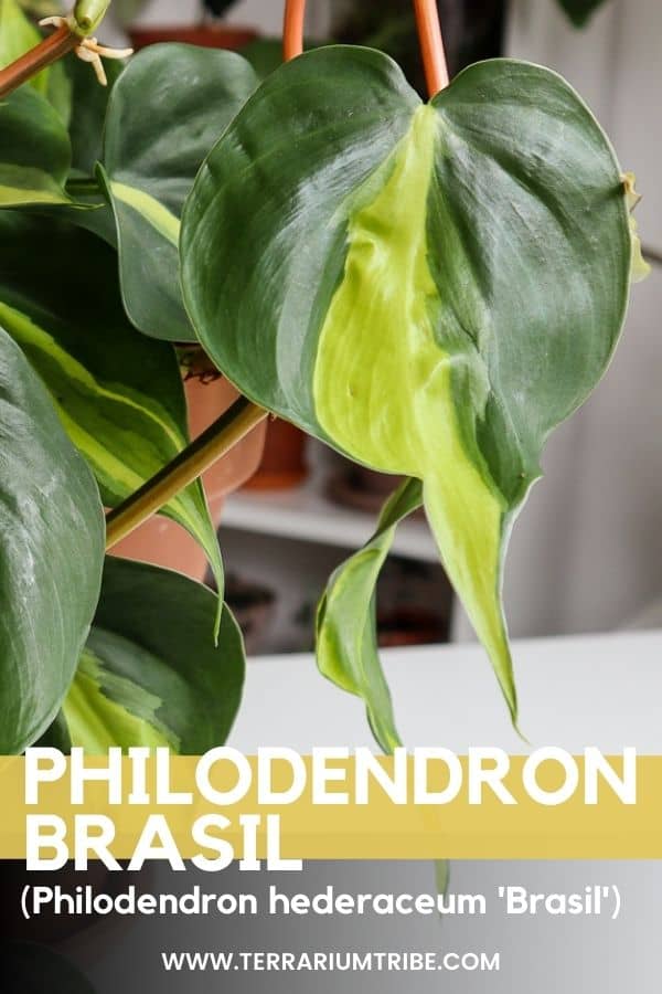 How to Plant, Grow, and Care For Philodendron Brasil