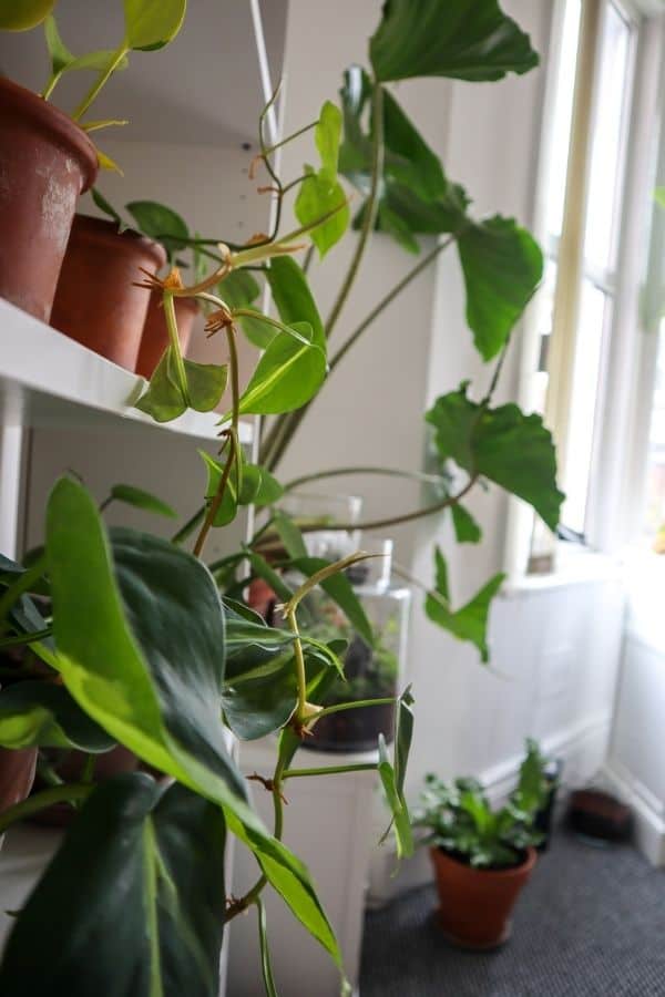 The shape of my most recent Philodendron Brasil leaves have been like this  rather than the regular heart shape. Curious if anyone else has noticed  this with theirs? : r/houseplants