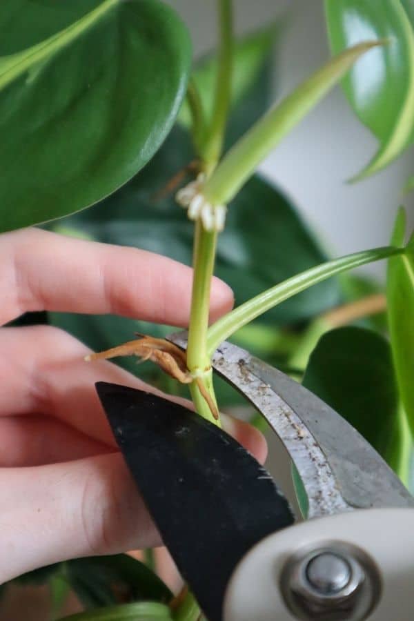 Philodendron Brasil propagation