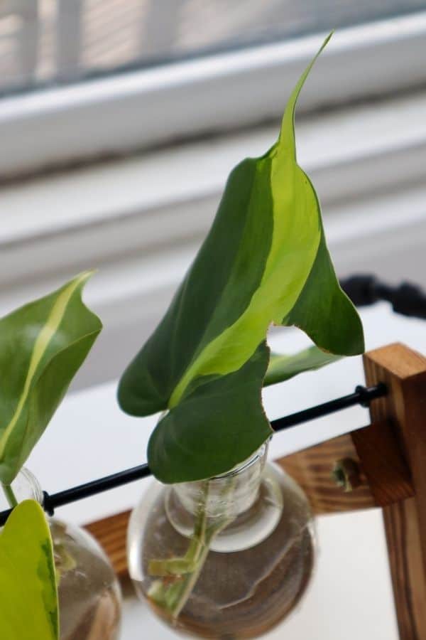 Philodendron Brasil propagation