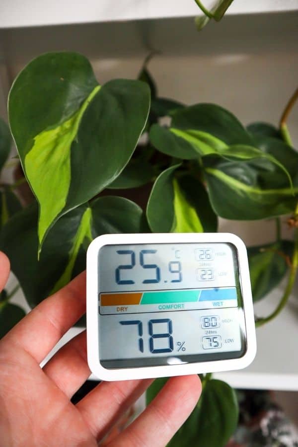 Philodendron Brasil temperature and humidity