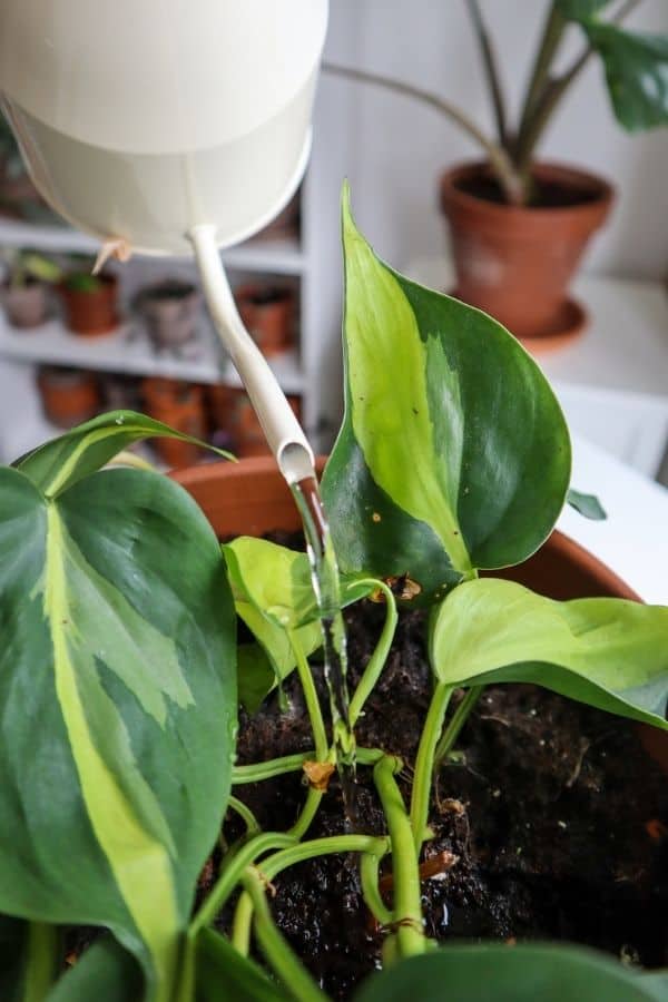 Plant Diary Revive Heart leaf Philodendron Brasil how to care root