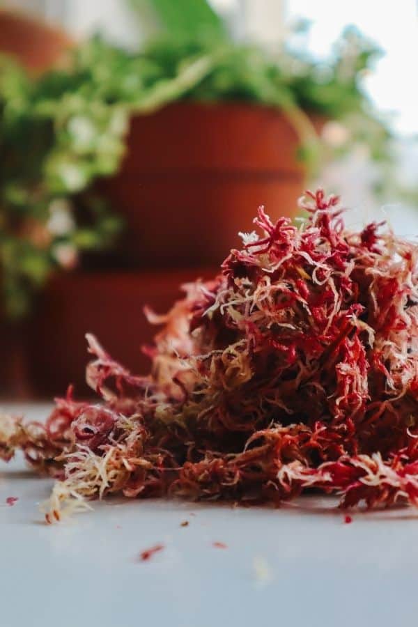 Red Sphagnum Moss [For Sale]