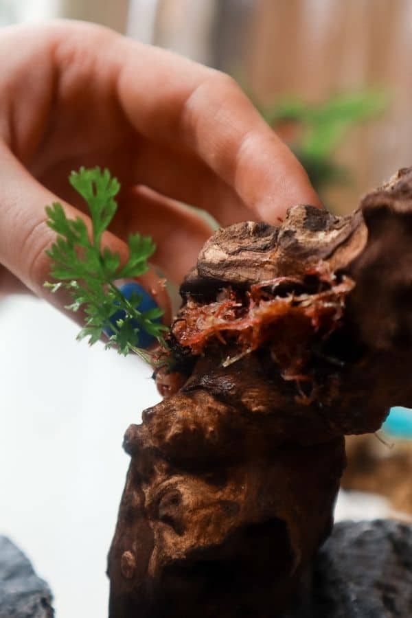 Mounting a little epiphytic Bolbitis fern to a hardwood branch using sphagnum moss.