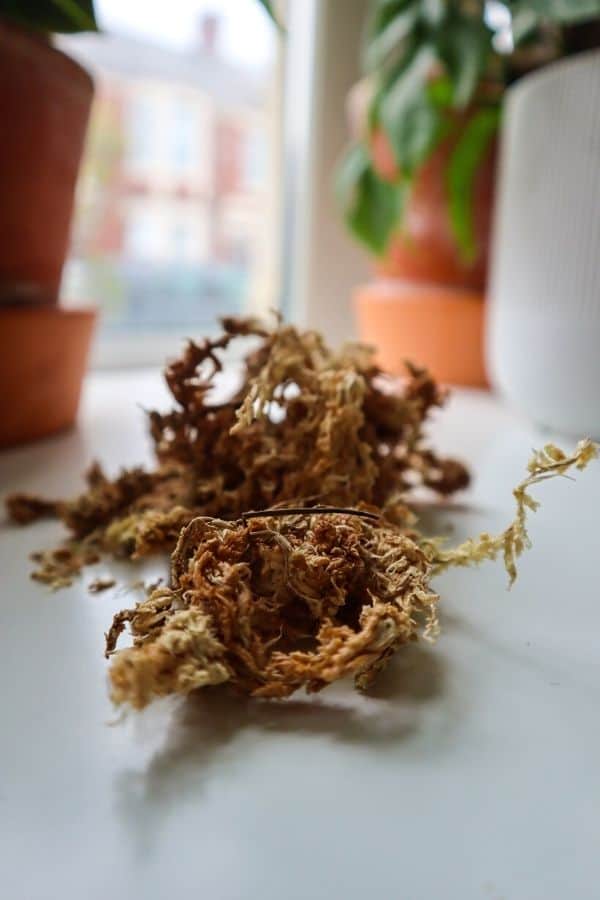 Sphagnum Moss for Potted Plants Sphagnum Moss for Orchids Potting Mix for  Orchids Succulent Carnivorous