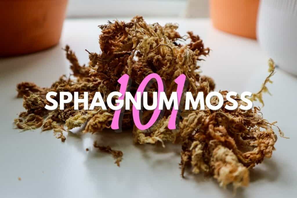 How to Grow Sphagnum Moss (Live in a Terrarium)