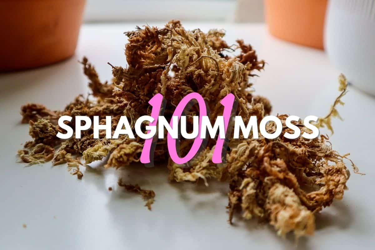 Sphagnum Moss 101 The Multi Tool Of The Plant World Terrarium Tribe