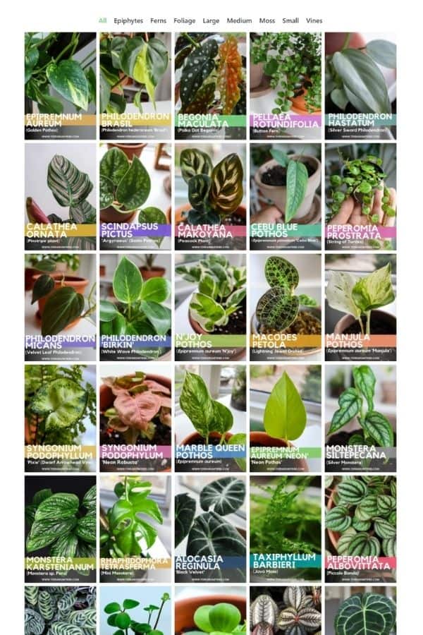 Terrarium Plant Index