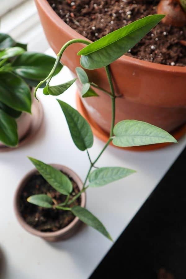 Cebu Blue Pothos