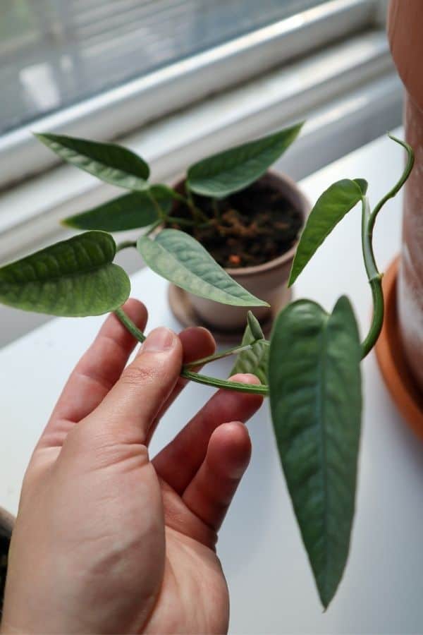 Cebu Blue Pothos