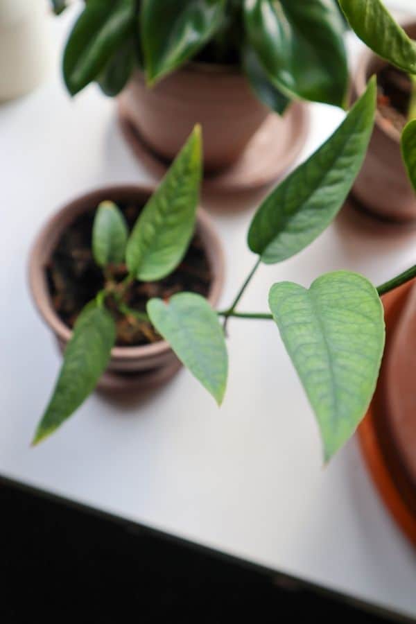 Cebu Blue Pothos