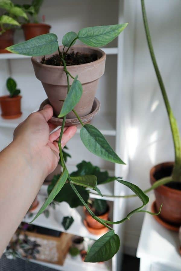 Cebu Blue Pothos