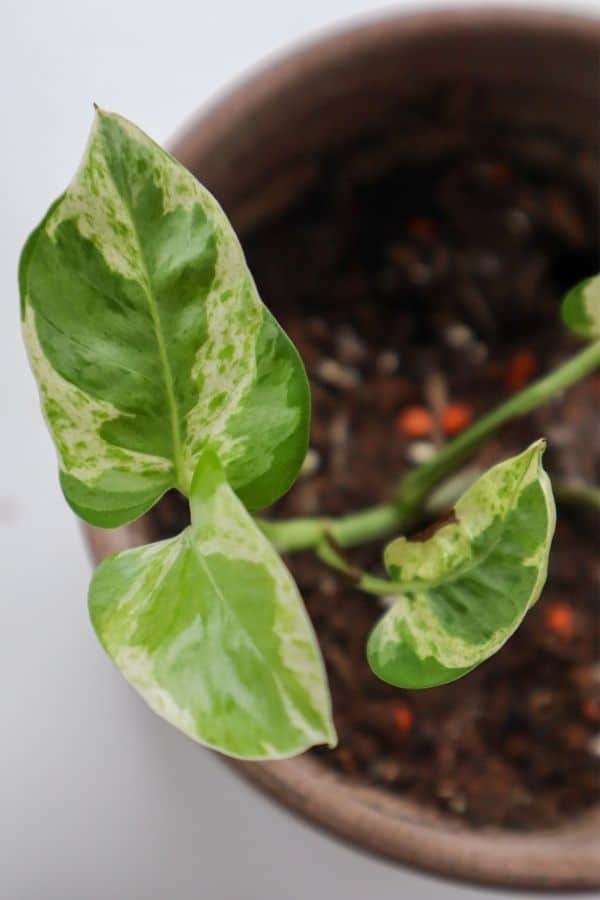 Pearls and Jade Pothos