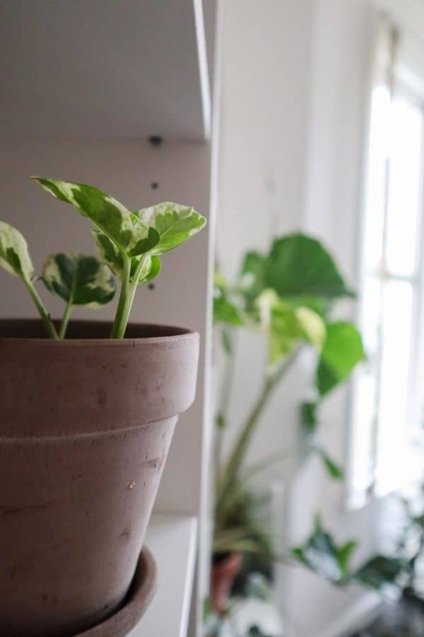 Pearls and Jade Pothos