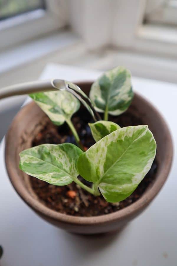 Pearls and Jade Pothos