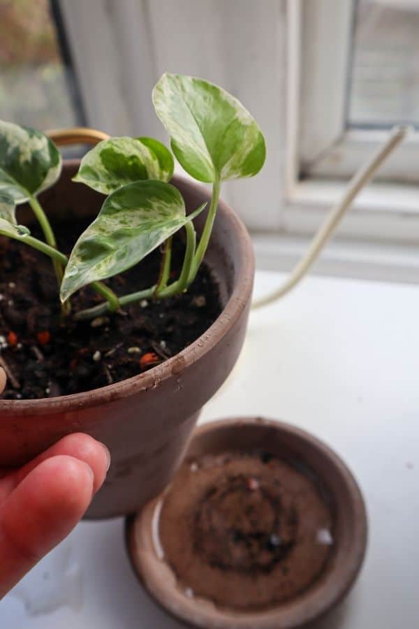 Pearls and Jade Pothos