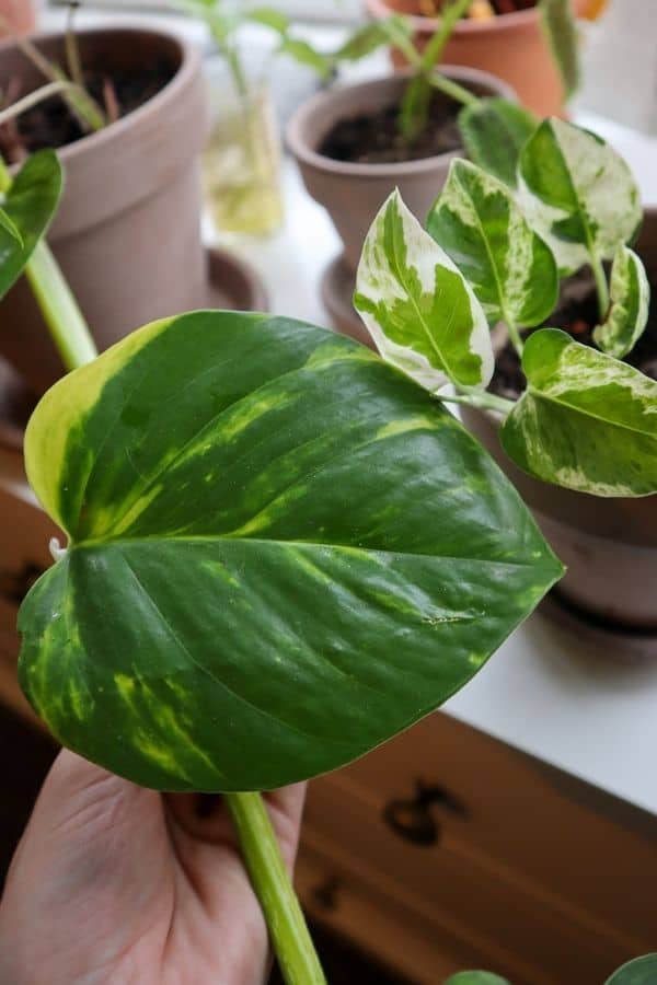 Pearls and Jade Pothos and Golden Pothos