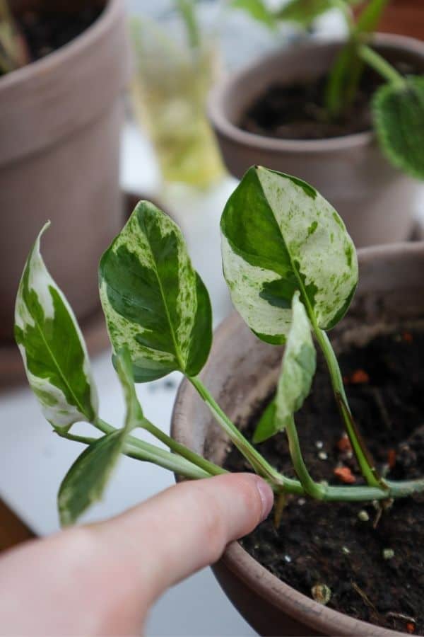 Pearls and Jade Pothos node