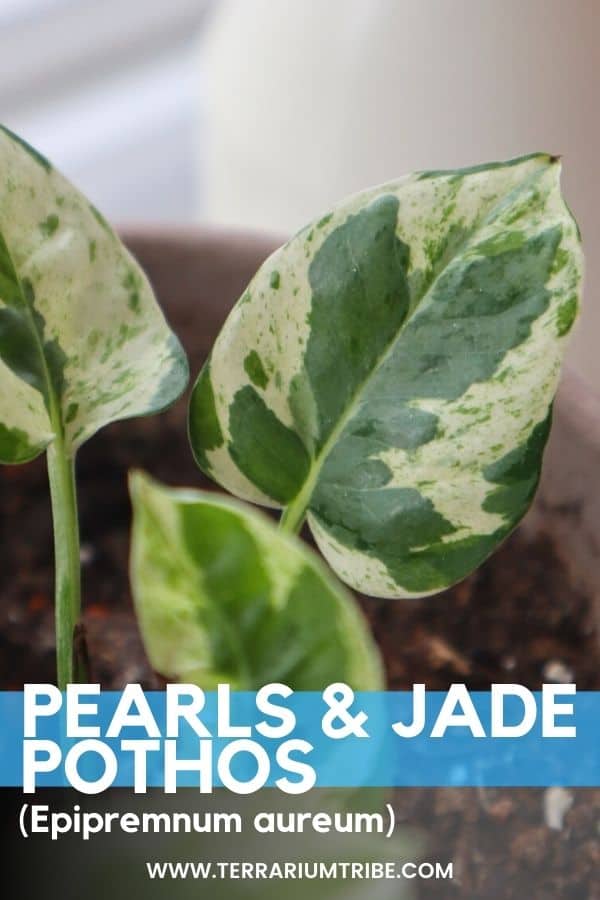 Pearls and Jade Pothos