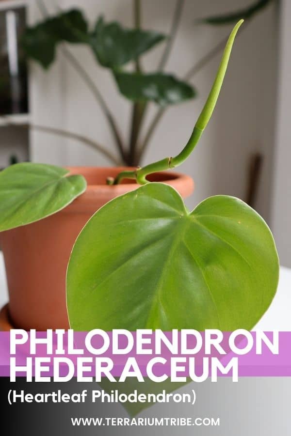 philodendron scandens oxycardium heartleaf philodendron