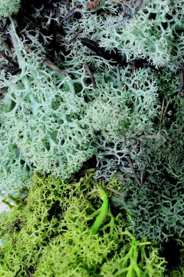 Preserved reindeer moss