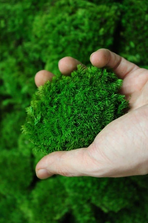 Preserved Moss Best Types and Creative Applications