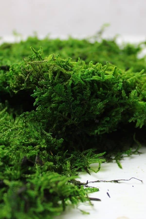 Preserved Forest Moss Fragments Mix For Sale