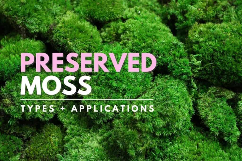 Preserved Moss: Best Types and Creative Applications