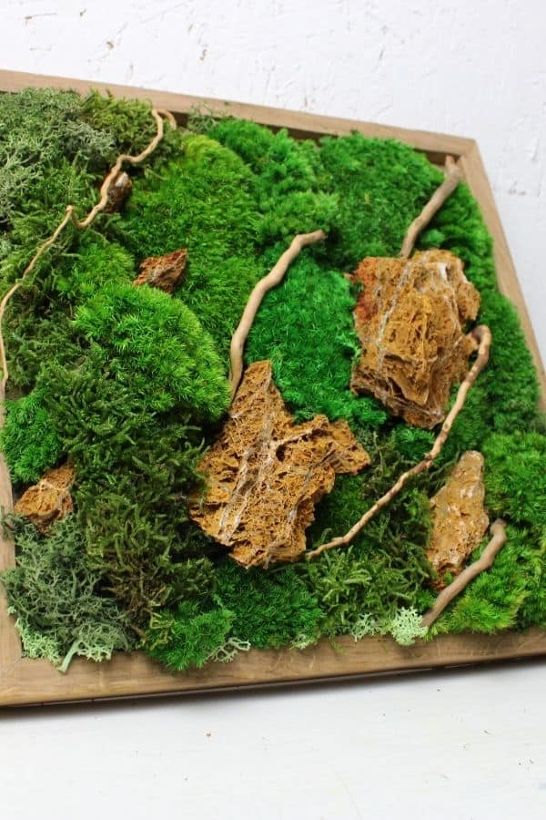 Terrarium Decor Rainforest Diorama Supplies Preserved Moss Half