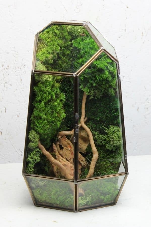 Preserved moss terrariums