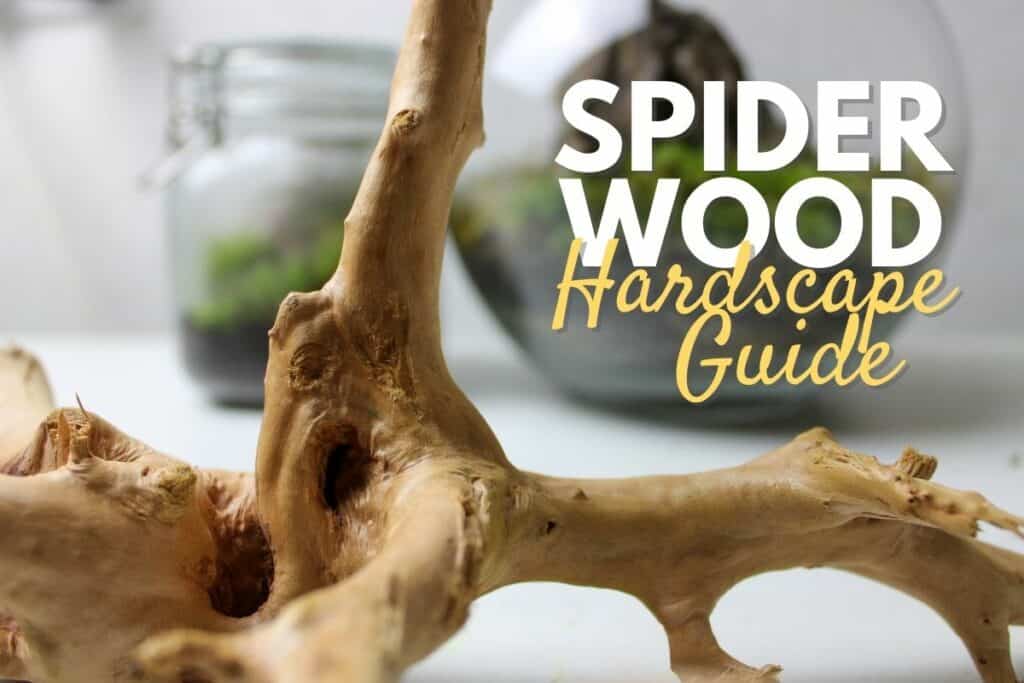 The tangle of Spider Wood - Tannin Aquatics