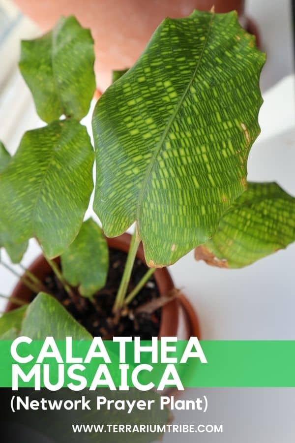 Calathea musaica