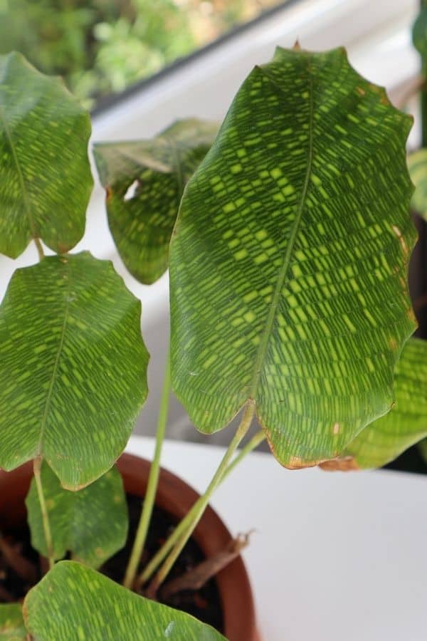 Calathea musaica