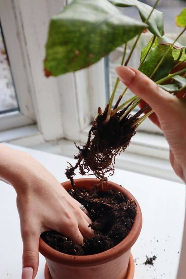 Calathea musaica potting