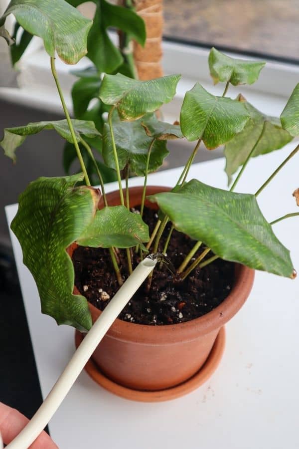 Watering Calathea musaica 