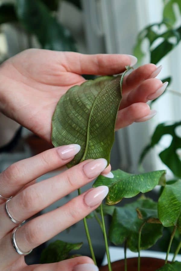 Back of Calathea musaica leaf