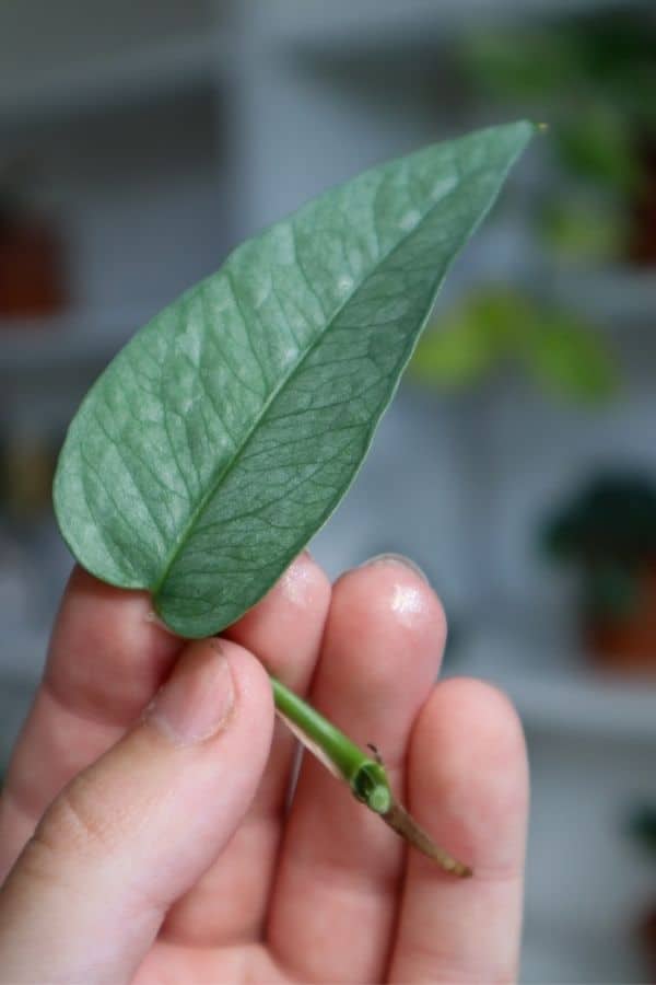 Cebu Blue Pothos cutting