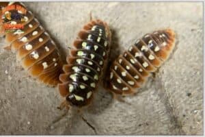 12 Cool Types of Isopods to Collect (Species + Color Morphs ...