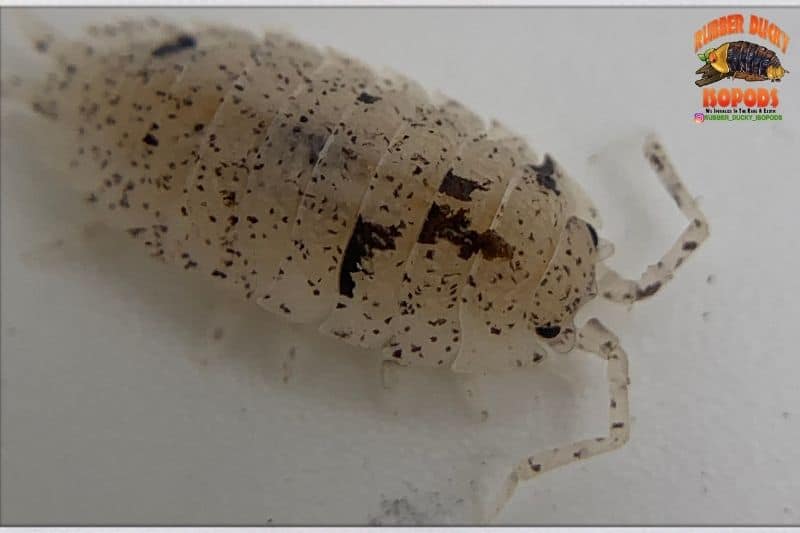 Dalmatian Isopods (Porcellio scaber)