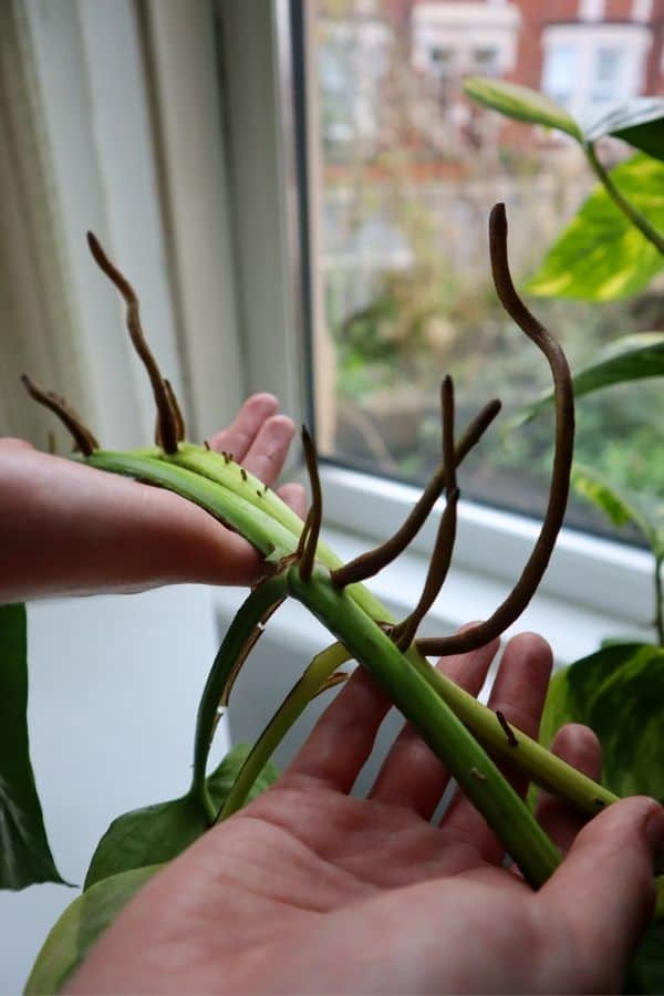 How to Propagate Pothos Quickly & Easily (Step-By-Step) - Terrarium Tribe