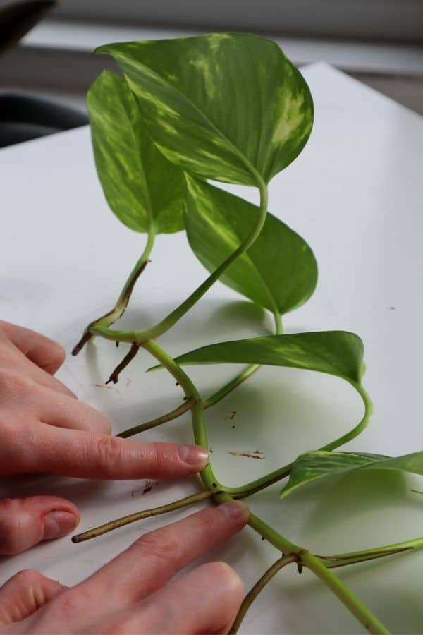 pothos in water