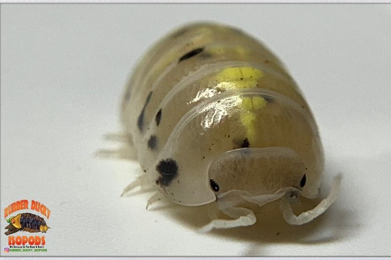Japanese "Magic Potion" Isopods (Armadillidium vulgare)