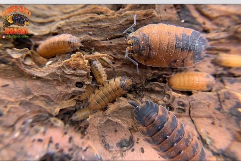 Lava Isopods (Porcellio scaber)