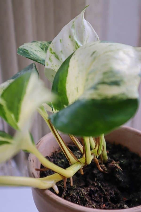 Manjula pothos propagation