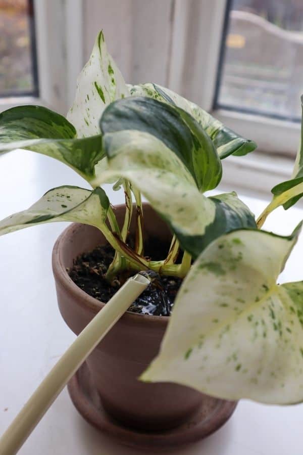 Watering manjula pothos