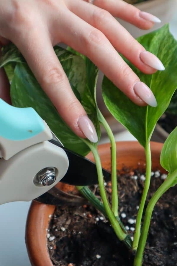 Marble Queen Pothos pruning