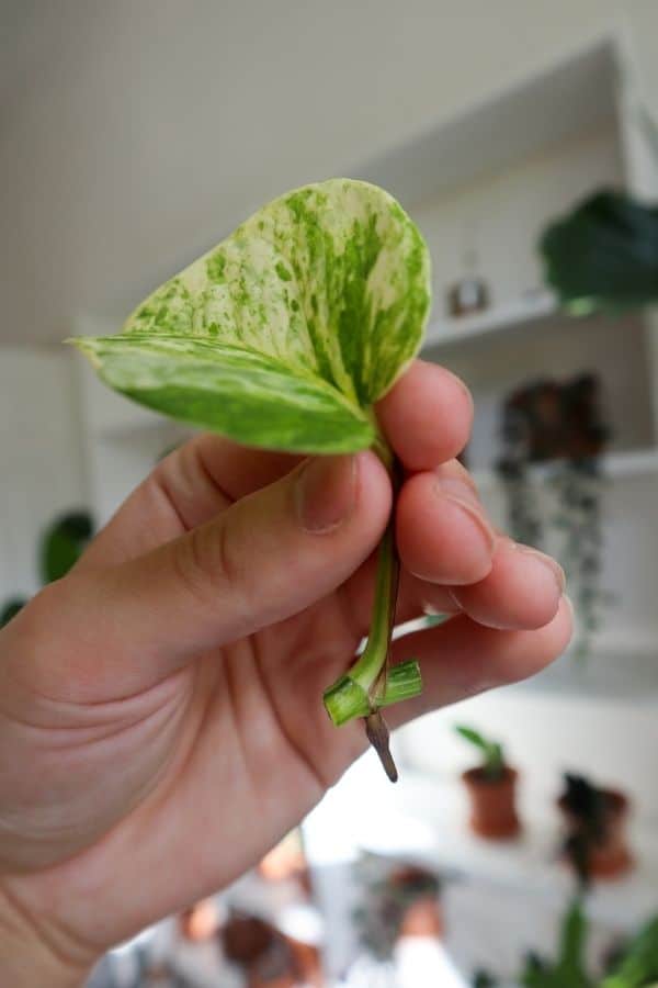 Marble Queen Pothos cutting