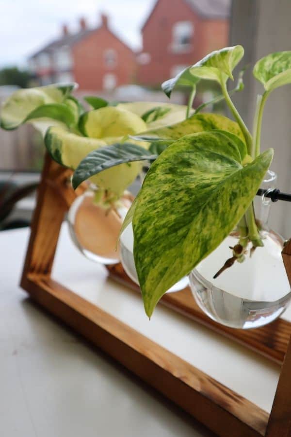 Marble Queen Pothos water propagation