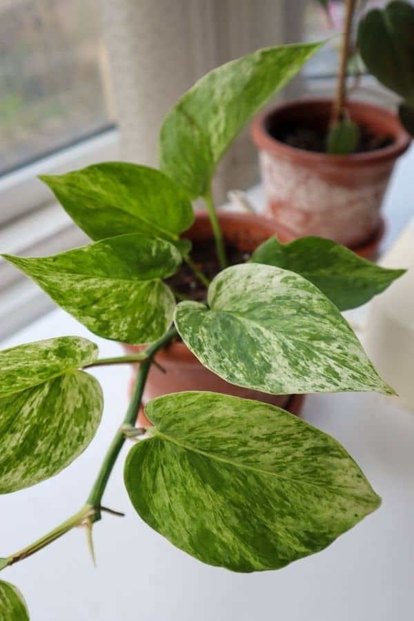 Marble Queen Pothos